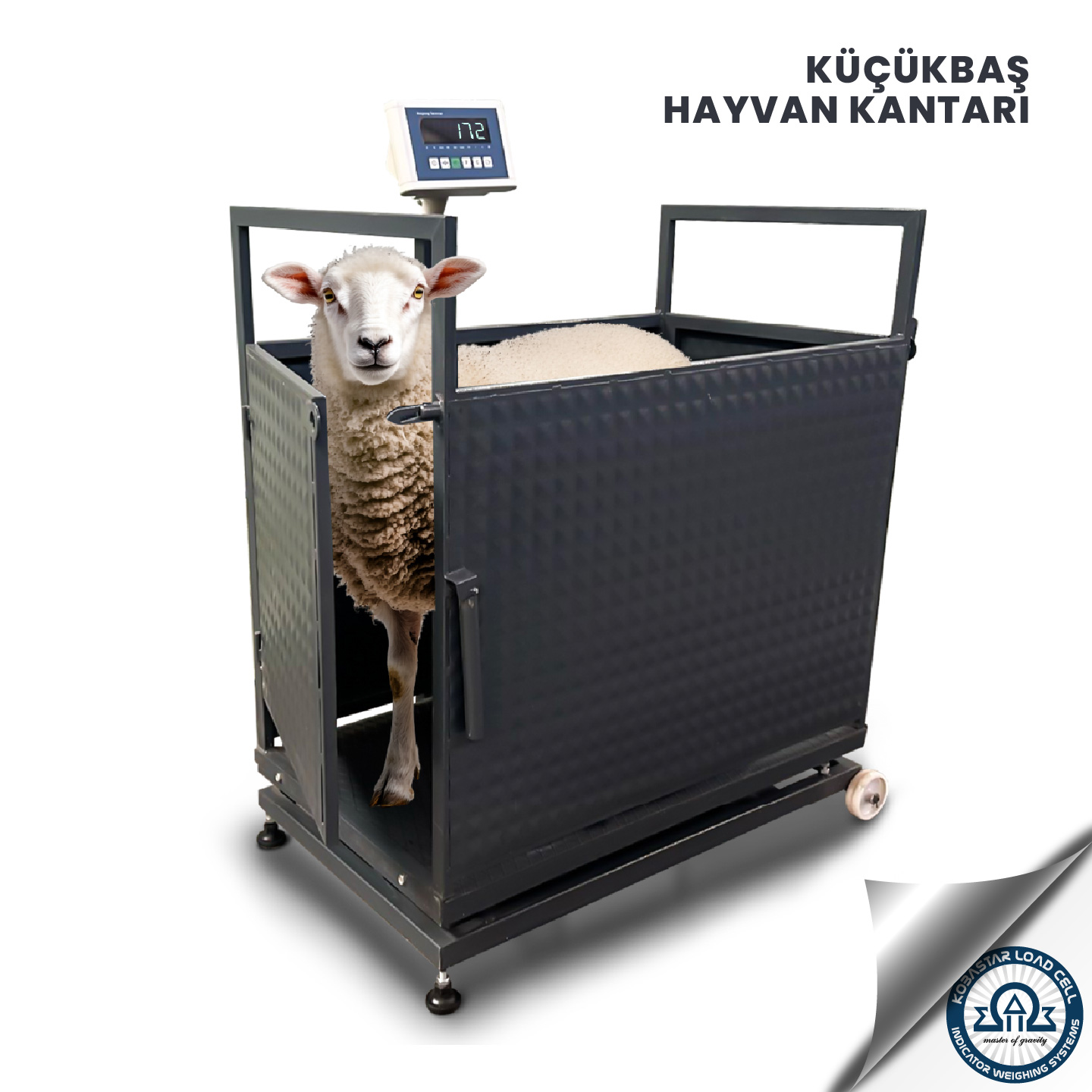 Küçükbaş hayvan kantarı, baskülü